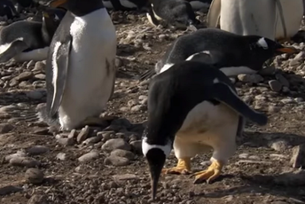 Pogledajte kako pingvini prose ženke (VIDEO) Pogledajte kako pingvini prose ženke (VIDEO)