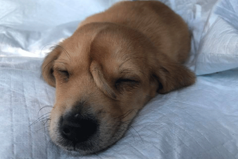 Pronađeno štene sa repom na glavi Pronađeno štene sa repom na glavi