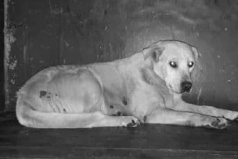 Otrovan pas u centru Podgorice Otrovan pas u centru Podgorice