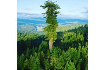 Gdje se nalazi najviše drvo na svijetu? Gdje se nalazi najviše drvo na svijetu?