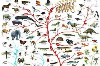 Kako je Darvin došao do teorije evolucije? (VIDEO) Kako je Darvin došao do teorije evolucije? (VIDEO)