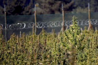 Zaplijenjeno devet tona kanabisa Reuters/ Juan Gonzalez