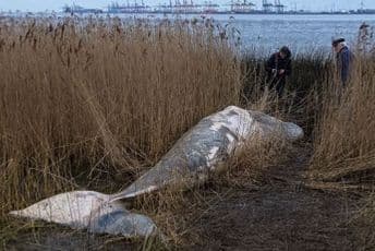 U blizini Londona: Na obali rijeke Temze pronađen mrtav kit U blizini Londona: Na obali rijeke Temze pronađen mrtav kit