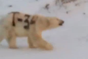 Rusija: Uhvatili medvjeda i na njemu sprejem napisali "T-34" Rusija: Uhvatili medvjeda i na njemu sprejem napisali "T-34"