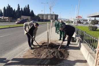 Formiran drvored u Bulevaru Georgija Žukova