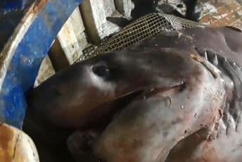 Ulovljena ajkula teška pola tone (VIDEO) Ulovljena ajkula teška pola tone (VIDEO)