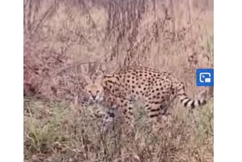 Divlja mačka iz Afrike luta Hrvatskom Divlja mačka iz Afrike luta Hrvatskom