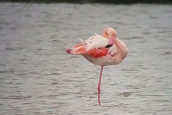 Stigli su nam novi flamingosi Stigli su nam novi flamingosi