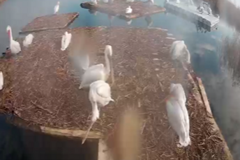 Pelikani počeli da se pripremaju za gniježđenje na Skadarskom jezeru (VIDEO) Pelikani počeli da se pripremaju za gniježđenje na Skadarskom jezeru (VIDEO)