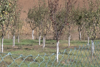 Pročitajte kad i kako da pravilno zaštitite voće krečenjem Ilustracija