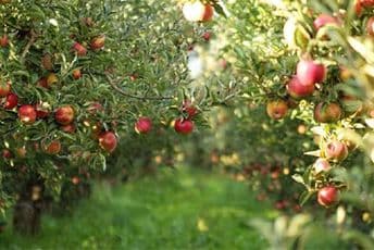 Voli na Svaču planira još plastenika i voćnjaka Voli na Svaču planira još plastenika i voćnjaka