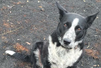 Pas-heroj spasio stado ovaca od požara u Australiji (VIDEO) Pas-heroj spasio stado ovaca od požara u Australiji (VIDEO)