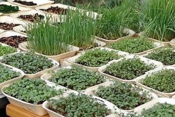 Pročitajte savjete za proizvodnju mikro povrća i začinskog bilja Pročitajte savjete za proizvodnju mikro povrća i začinskog bilja