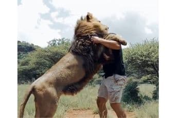 Snimak koji je oduševio internet: Lavovi mu skaču u zagrljaj Snimak koji je oduševio internet: Lavovi mu skaču u zagrljaj