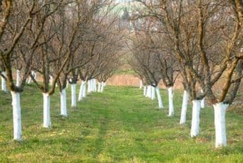 Jesenji radovi u voćnjaku Jesenji radovi u voćnjaku