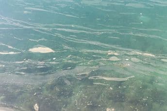 Mulj i masnoća plutaju morem kod Tivta Mulj i masnoća plutaju morem kod Tivta