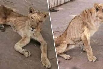 Prizori iz Sudana rasplakali svijet: Zatvoreni i bolesni lavovi umiru od gladi Prizori iz Sudana rasplakali svijet: Zatvoreni i bolesni lavovi umiru od gladi