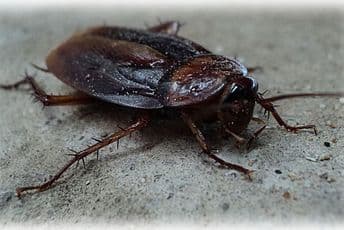 Poklon za Dan zaljubljenih: Nazovite bubašvabu po bivšoj ljubavi Poklon za Dan zaljubljenih: Nazovite bubašvabu po bivšoj ljubavi