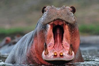 Nilski konji Pabla Eskobara postali invazivna vrsta u Kolumbiji Nilski konji Pabla Eskobara postali invazivna vrsta u Kolumbiji