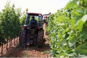 Za investicije u vinogradarstvu i vinarstvu podrška od 50 do 65 odsto