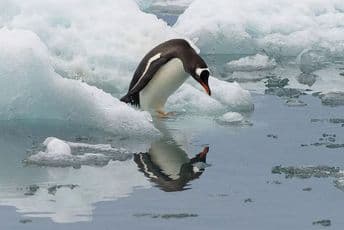 Najtopliji januar za gotovo 150 godina Najtopliji januar za gotovo 150 godina