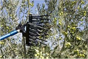 Maslinari da iskoriste bespovratnu podršku za unapređenje proizvodnje Ilustracija: Ministarstvo poljoprivrede