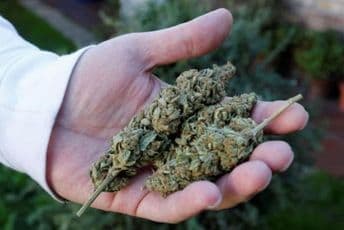 Nikšićaninu sude zbog marihuane: Drogu prodavao za pet i deset eura Nikšićaninu sude zbog marihuane: Drogu prodavao za pet i deset eura