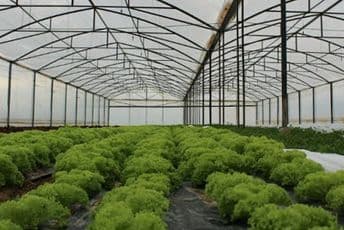 Nastavlja se bespovratna podrška proizvođačima povrća