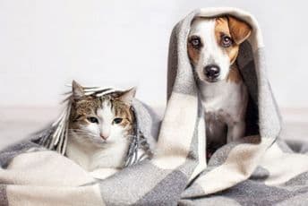 Ne postoji opasnost da se zaraza prenese od životinja Ne postoji opasnost da se zaraza prenese od životinja