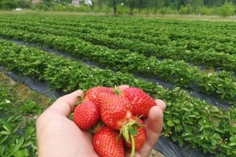 Stanić: Kolektivna pandemija razmišljanja da grad pruža veće mogućnosti za zaradom, od poljoprivrede se može dobro živjeti Stanić: Kolektivna pandemija razmišljanja da grad pruža veće mogućnosti za zaradom, od poljoprivrede se može dobro živjeti