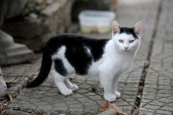 Belgija: Vlasnik zarazio mačku korona virusom Belgija: Vlasnik zarazio mačku korona virusom