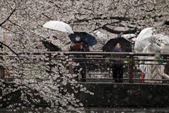 Kako je Japan stavio virus pod kontrolu bez uvođenja vanrednog stanja? Kako je Japan stavio virus pod kontrolu bez uvođenja vanrednog stanja?