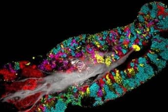 Nevjerojatne fotografije: Različite bakterije vole drugačije dijelove našeg jezika Nevjerojatne fotografije: Različite bakterije vole drugačije dijelove našeg jezika