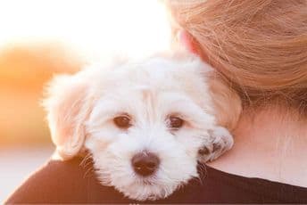 Kuća životinja: Pozdravljamo efikasnost policije, ODT da ne prihvati sporazumno priznanje krivice Kuća životinja: Pozdravljamo efikasnost policije, ODT da ne prihvati sporazumno priznanje krivice