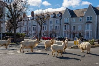 Divlje koze zavladale ulicama mirnog gradića u Velsu (FOTO) Divlje koze zavladale ulicama mirnog gradića u Velsu (FOTO)