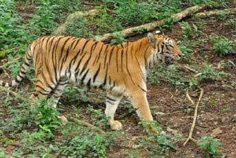 Prvi slučaj zaraze u njujorškom zoološkom vrtu: Tigrica Nađa pozitivna na koronavirus Prvi slučaj zaraze u njujorškom zoološkom vrtu: Tigrica Nađa pozitivna na koronavirus