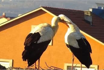 Vratile se rode Vratile se rode