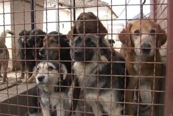 Ines Gargović tvrdi da je žrtva psiho-fizičkih napada zbog azila za pse Ines Gargović tvrdi da je žrtva psiho-fizičkih napada zbog azila za pse