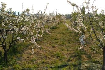Savjeti za pravilno prskanje voćnjaka i vinograda Savjeti za pravilno prskanje voćnjaka i vinograda