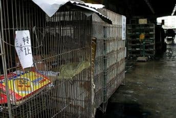 Širom Azije i dalje rade pijace za životinje: Svinjsko meso pored slijepih miševa Širom Azije i dalje rade pijace za životinje: Svinjsko meso pored slijepih miševa