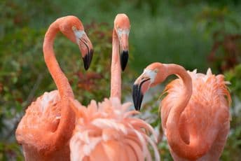 Naučnici: Flamingosi sklapaju trajna prijateljstva Naučnici: Flamingosi sklapaju trajna prijateljstva