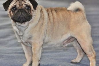 Prvi zaraženi pas korona virusom u SAD-u. Prvi zaraženi pas korona virusom u SAD-u.