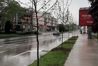 Iduće sedmice biće završen drvored na Cetinsjkom putu Iduće sedmice biće završen drvored na Cetinsjkom putu