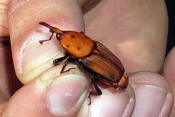 Bar: Za ponedjeljak najavljeno tretiranje palmi protiv surlaša Bar: Za ponedjeljak najavljeno tretiranje palmi protiv surlaša