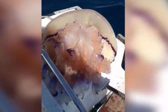 Nevjerovatan prizor na Jadranu (VIDEO) Nevjerovatan prizor na Jadranu (VIDEO)