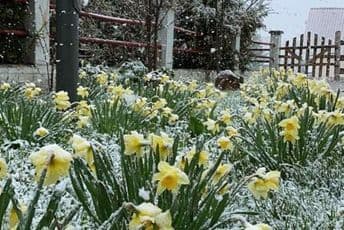 Snijeg usred proljeća, zabijelilo na Žabljaku Snijeg usred proljeća, zabijelilo na Žabljaku