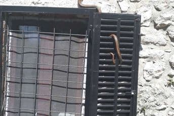 Podgorica: Zmija na prozoru muzeja Marka Miljanova Podgorica: Zmija na prozoru muzeja Marka Miljanova