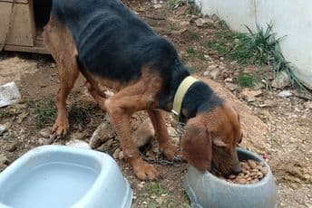 Korina animals: Nadležni u Nikšiću nesposobni da riješe problem pasa lutalica Korina animals: Nadležni u Nikšiću nesposobni da riješe problem pasa lutalica