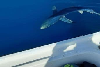 Ribari uočili plavu ajkulu kod Reževića Ribari uočili plavu ajkulu kod Reževića