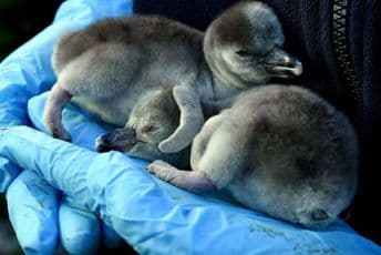 Pingvini britanskog zoološkog vrta dobili imena po bolnicama i herojima Pingvini britanskog zoološkog vrta dobili imena po bolnicama i herojima